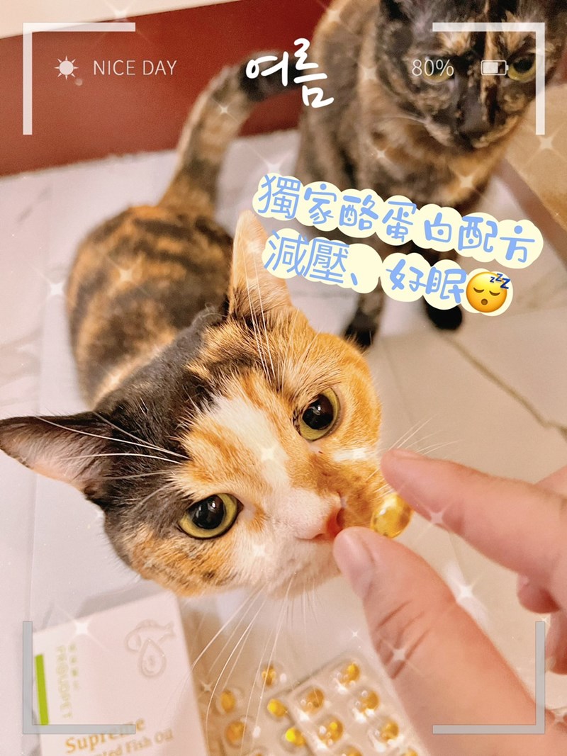 試用